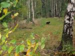 Detta momentet kallas förföljande och gripande. En trasa dras i sick sack framför hunden som här följer hon efter för att se vad det var. Helt rätt.